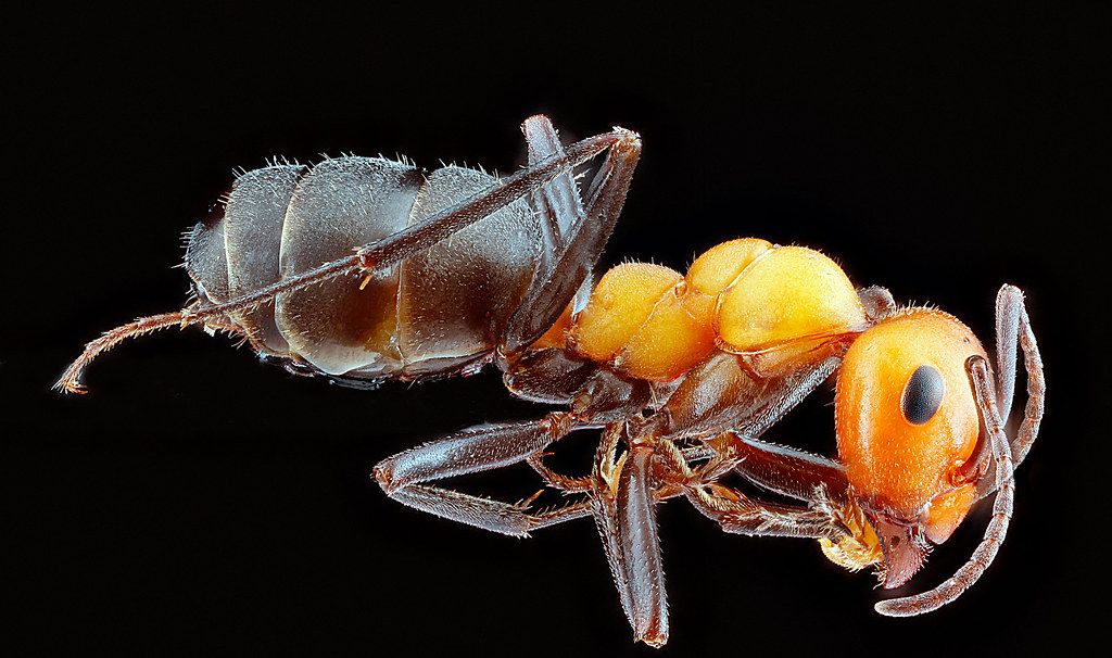 Ant Control service in Brownsville, TX