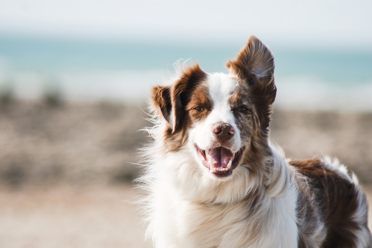 Flea & Tick Control service in Brownsville, TX