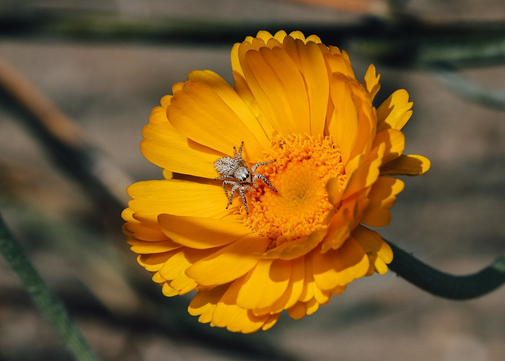 Spider Control service in Brownsville, TX